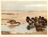 Mallard on the Shore by Archibald Thorburn